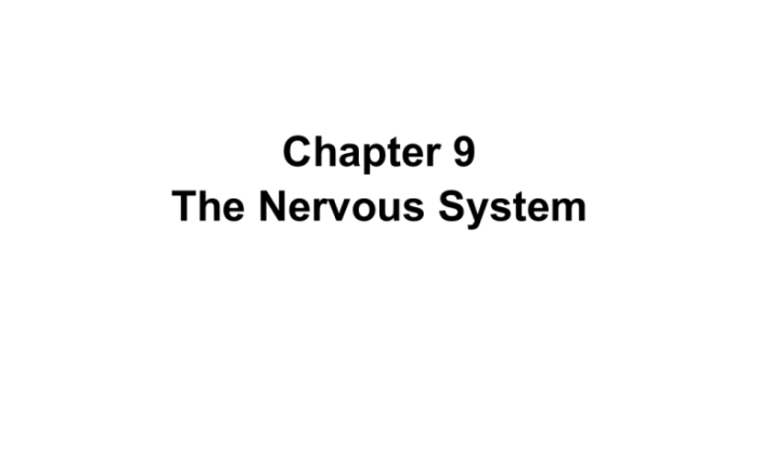 Chapter 22 the nervous system