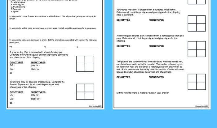 Punnett square worksheet and answers