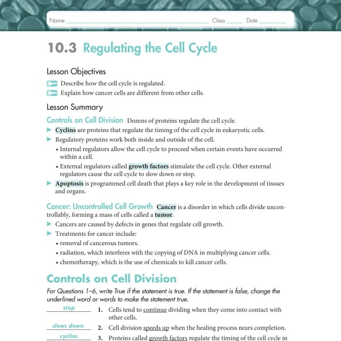 Pogil cell cycle regulation answer key