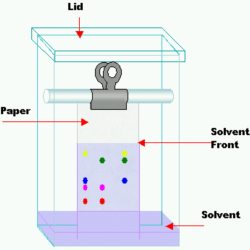 Chromatography layer thin experiment rf compounds question calculate rest tlc questions plate acetone show