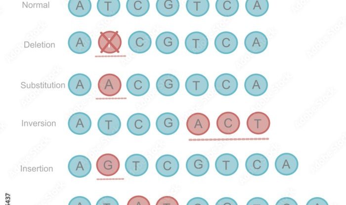 Mutations worksheet deletion insertion & substitution