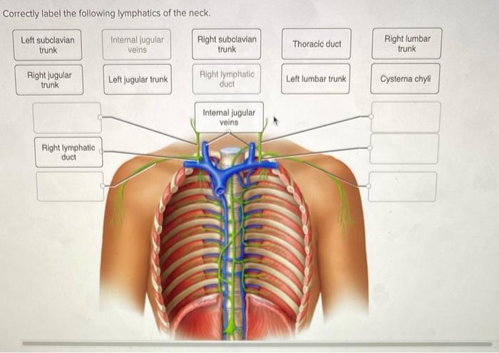 Correctly label the following lymphatics of the abdominal cavity