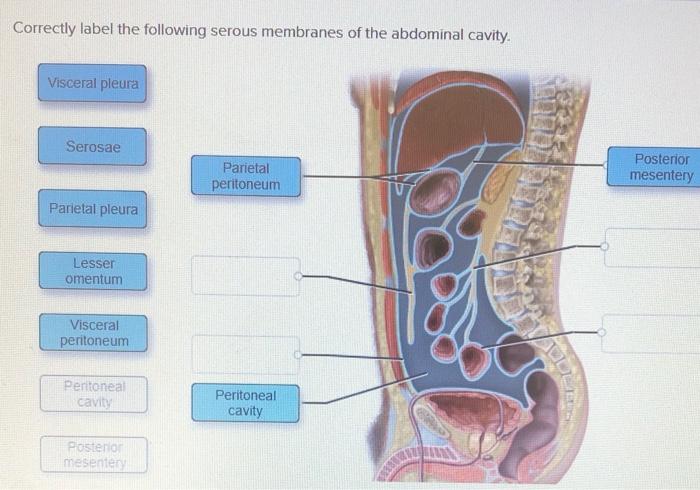 Label neck duct thoracic correctly lymphatics following jugular veins internal left right lymphatic physiology anatomy sute len rom trunk answers