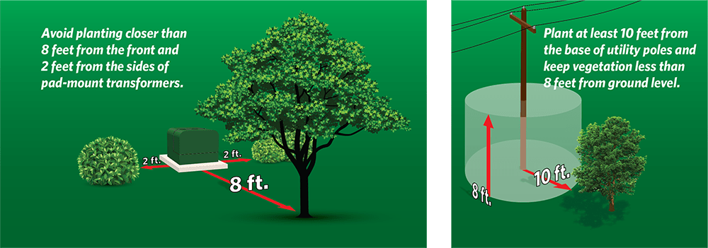 Live vegetation such as trees may support overhead conductor spans