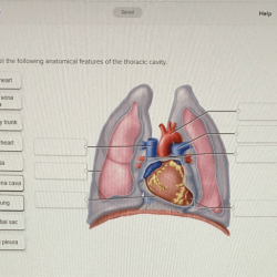 Correctly label the following lymphatics of the abdominal cavity